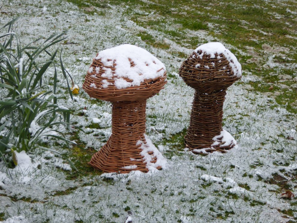 pic of willow mushrooms in snow