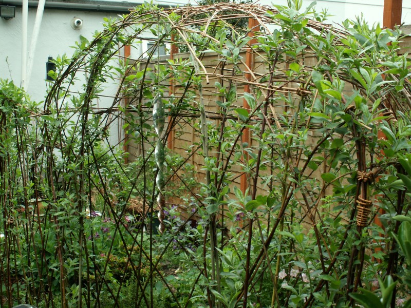 photo of willow arbour and fedge starting to grow