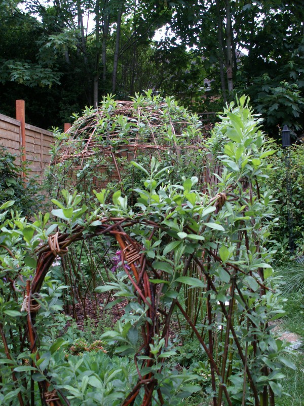 section of live willow arbour